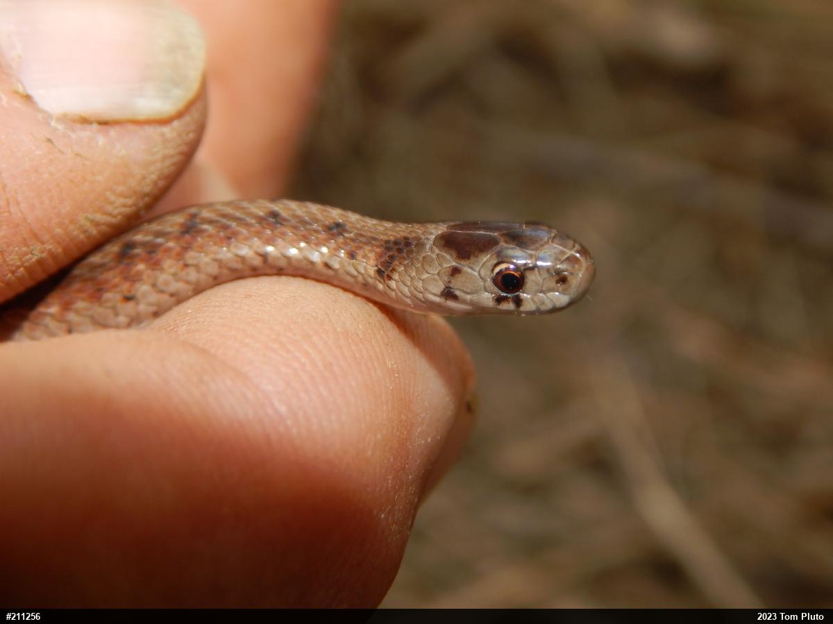 Dekay's Brownsnake