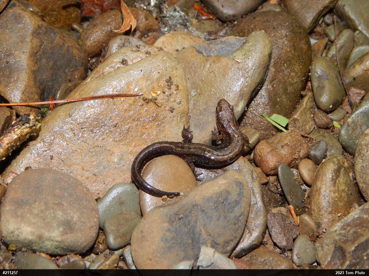 Allegheny Mountain Dusky Salamander