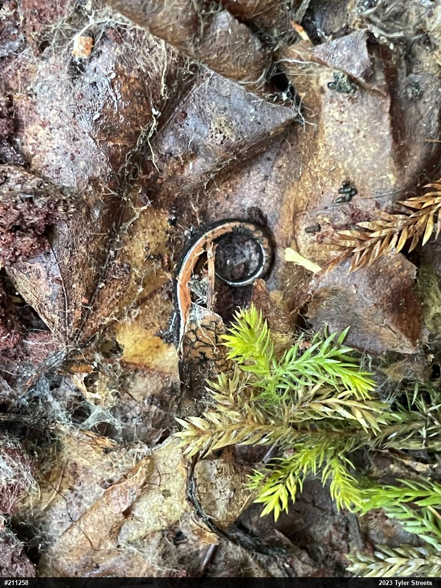 Eastern Red-backed  Salamander