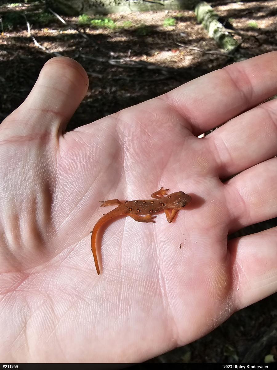 Red-spotted Newt