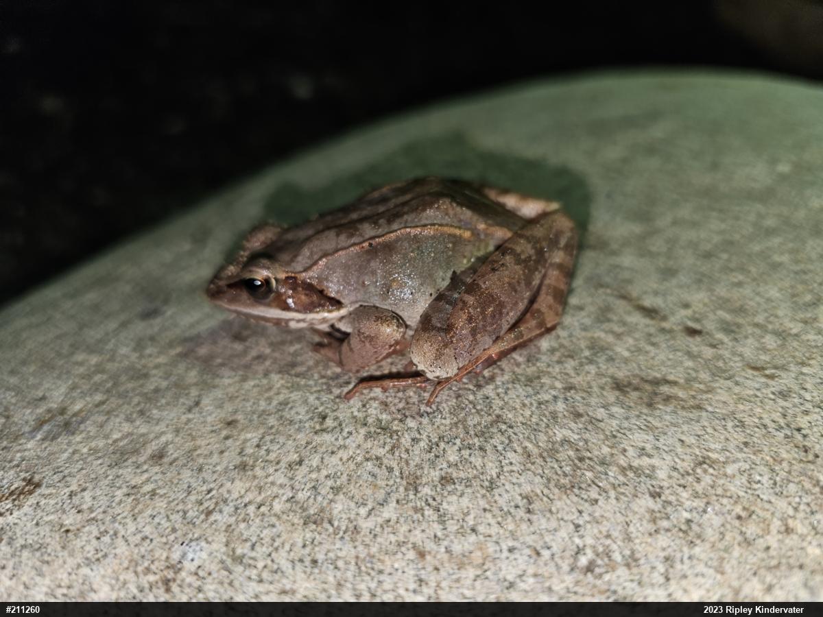 Wood Frog