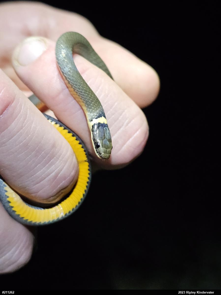 Northern Ring-necked Snake
