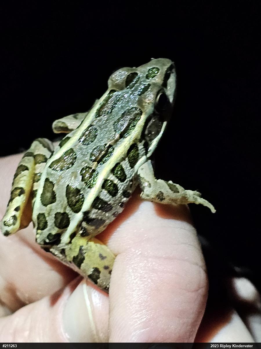 Pickerel Frog
