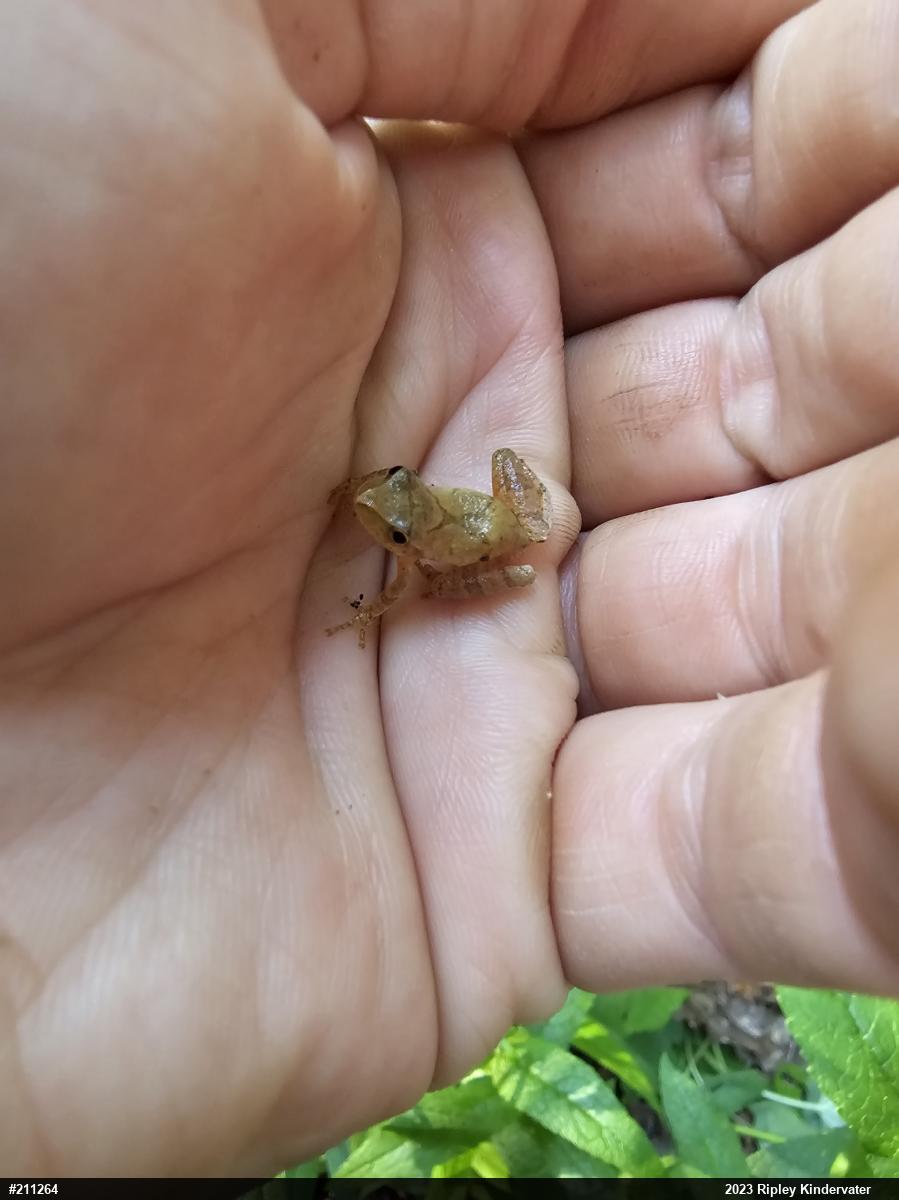 Spring Peeper