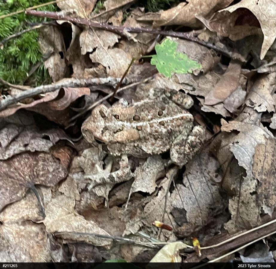 Eastern American Toad