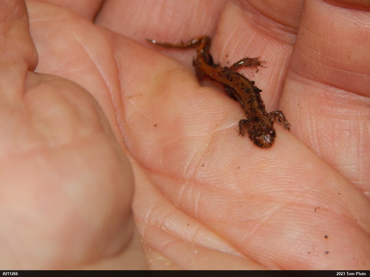 Allegheny Mountain Dusky Salamander