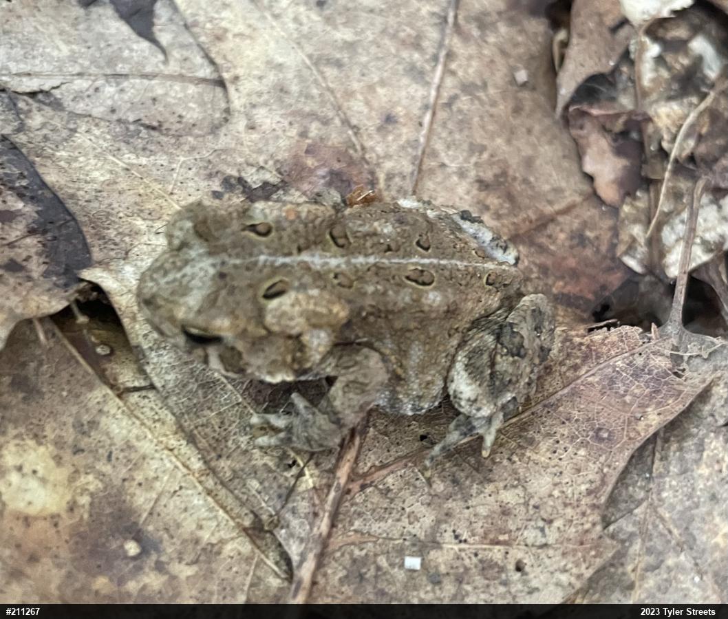 Eastern American Toad