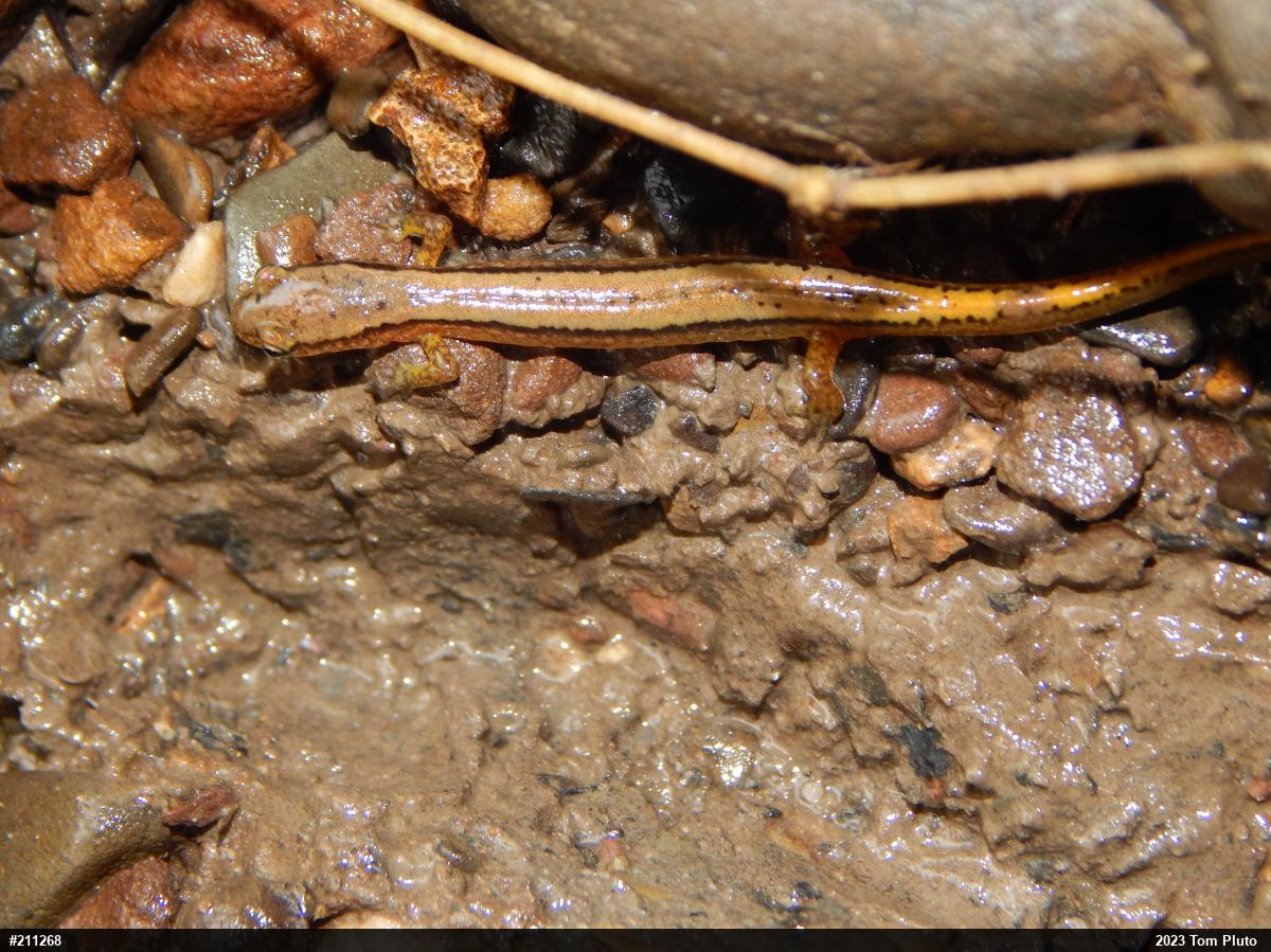 Northern Two-lined Salamander