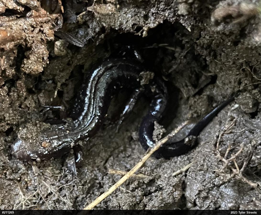 Allegheny Mountain Dusky Salamander