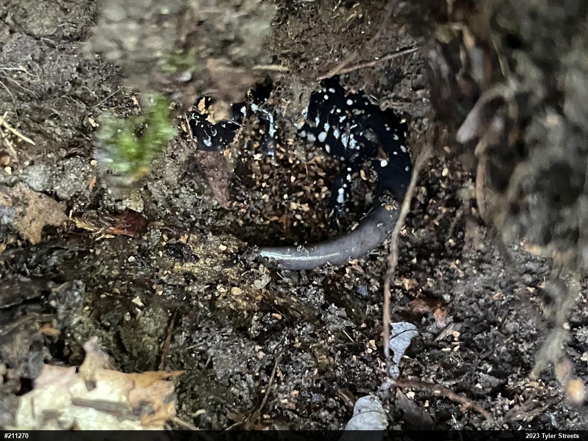 Northern Slimy Salamander