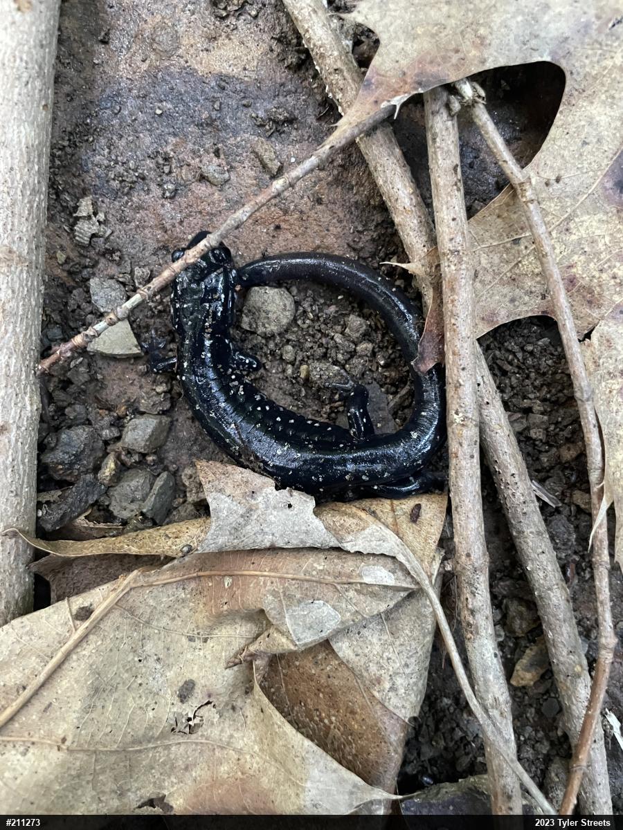 Northern Slimy Salamander