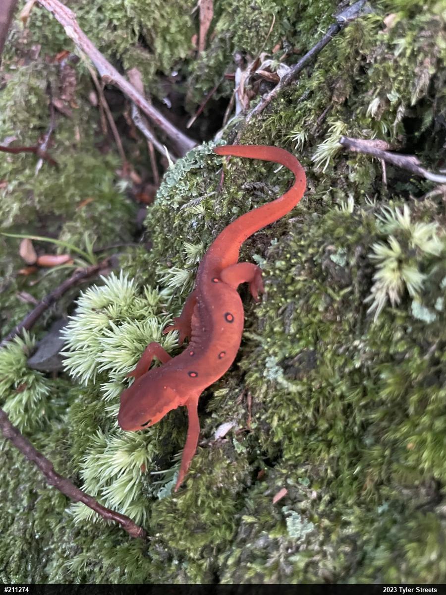 Red-spotted Newt