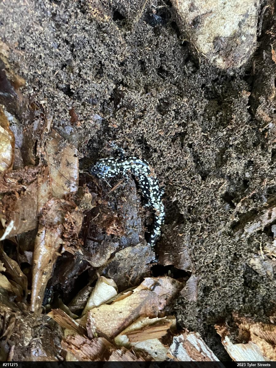 Northern Slimy Salamander