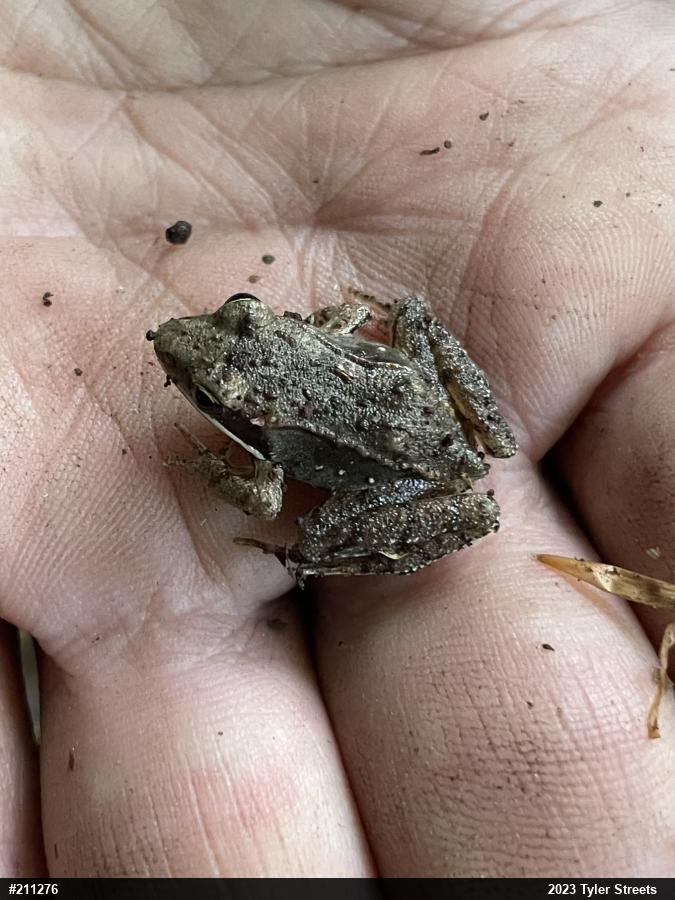 Wood Frog
