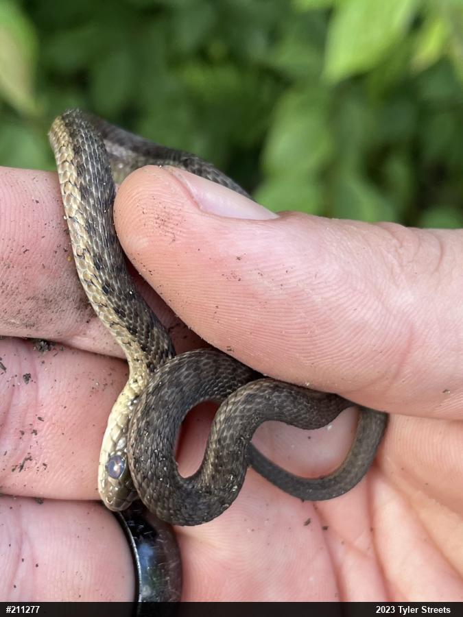 Eastern Gartersnake