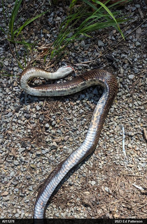 Eastern Ratsnake
