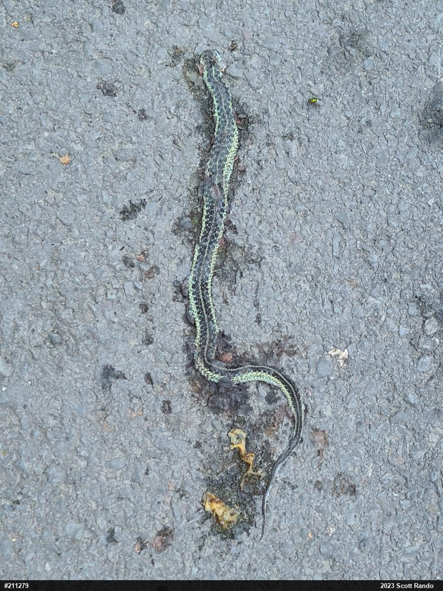 Eastern Gartersnake