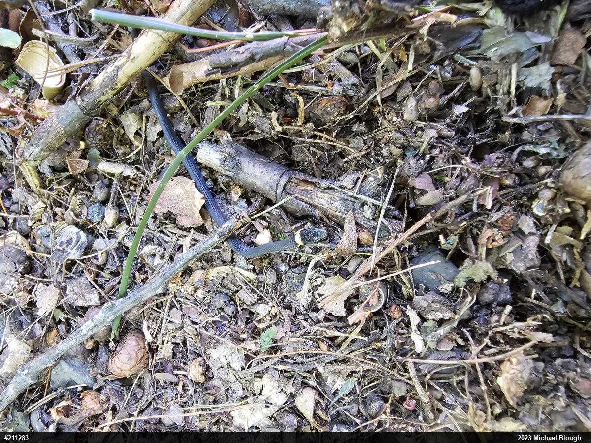 Northern Ring-necked Snake