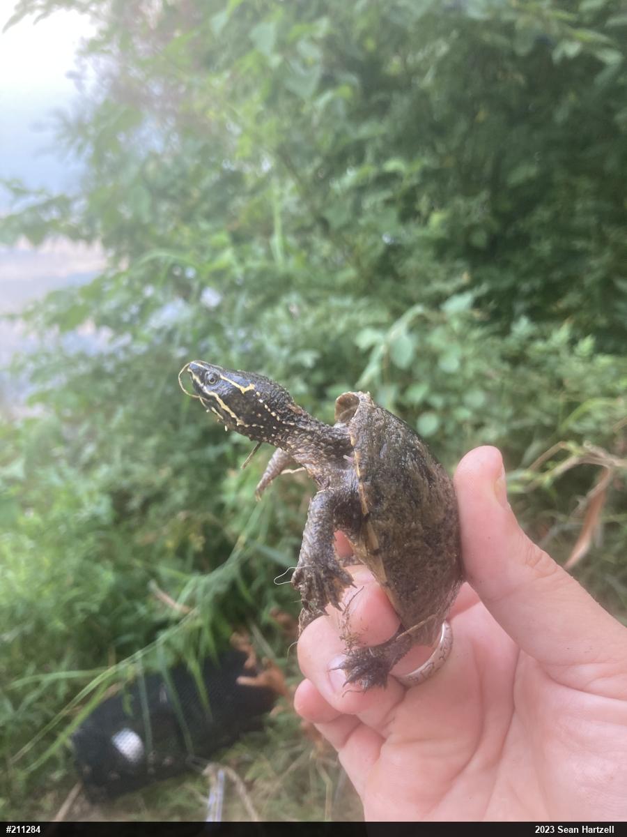 Eastern Musk Turtle