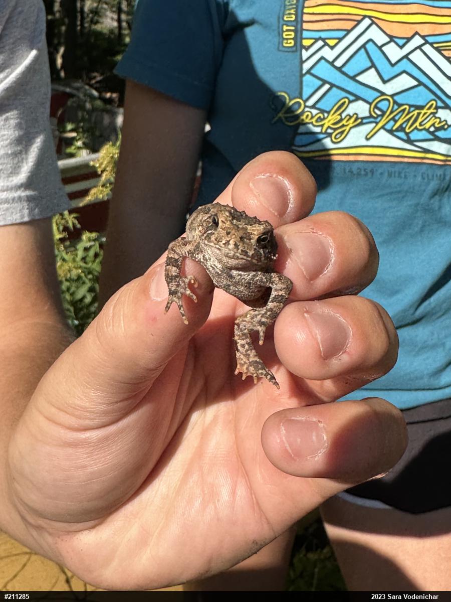 Eastern American Toad