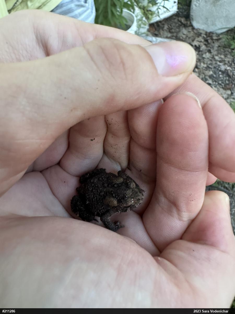 Eastern American Toad