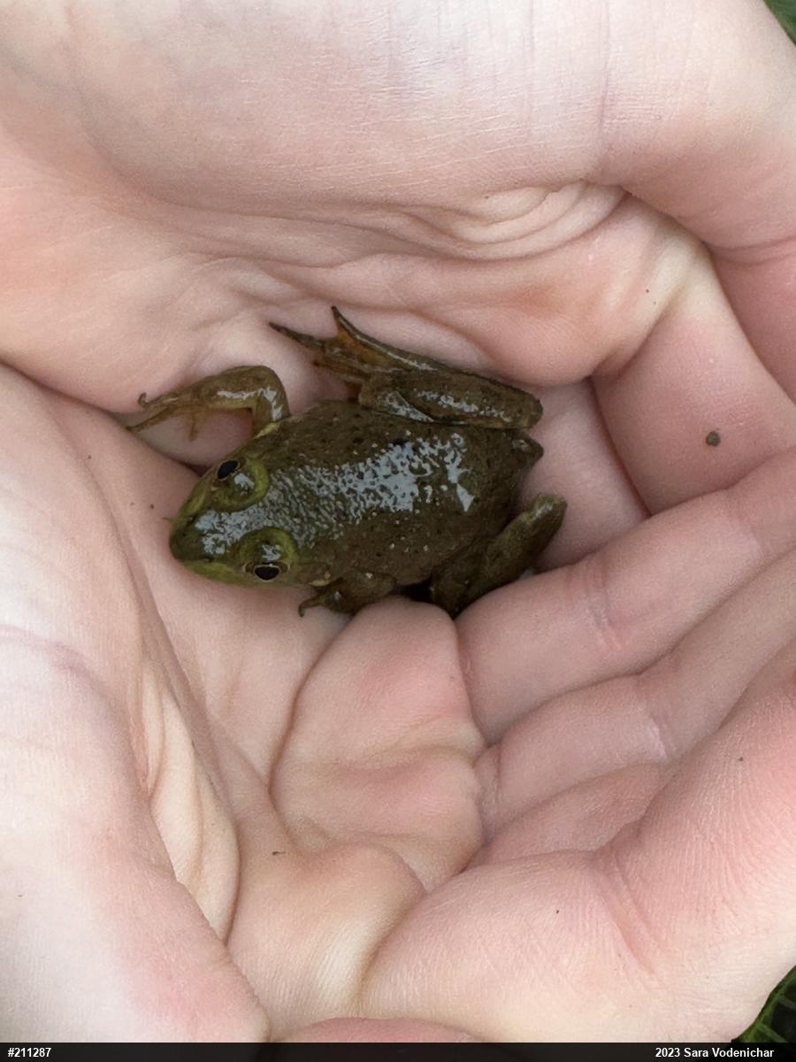 American Bullfrog