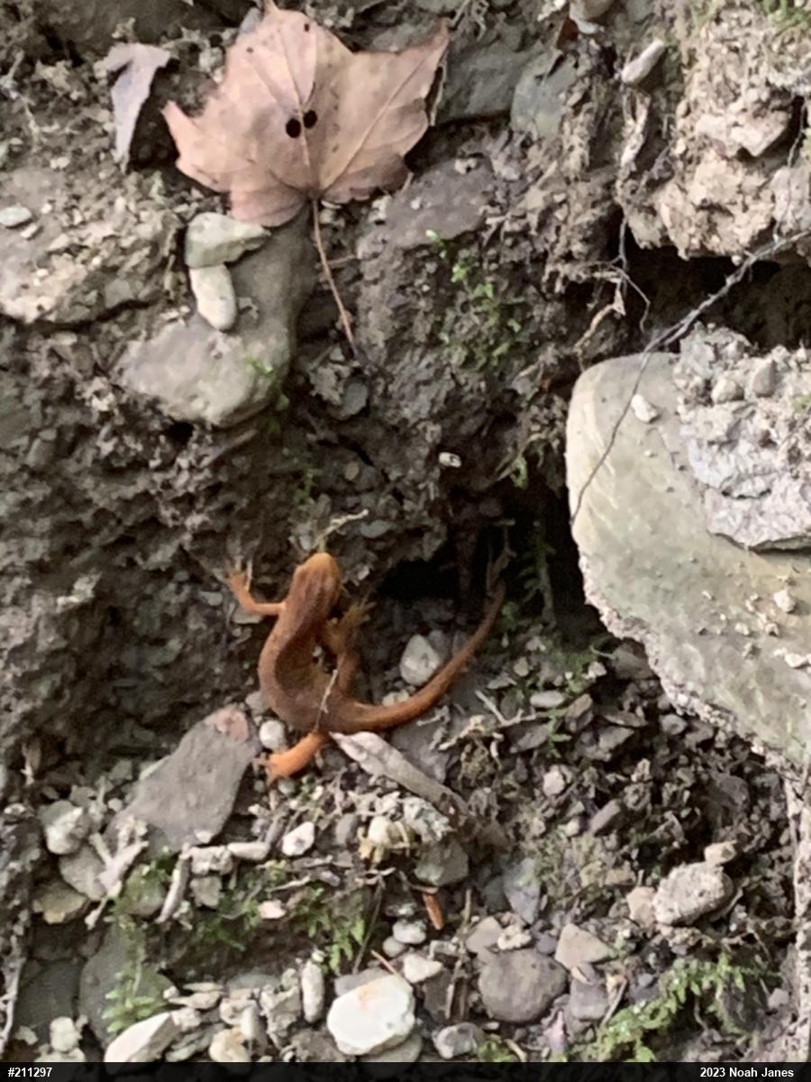 Red-spotted Newt