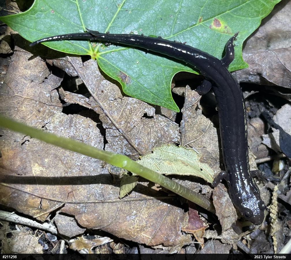 Allegheny Mountain Dusky Salamander