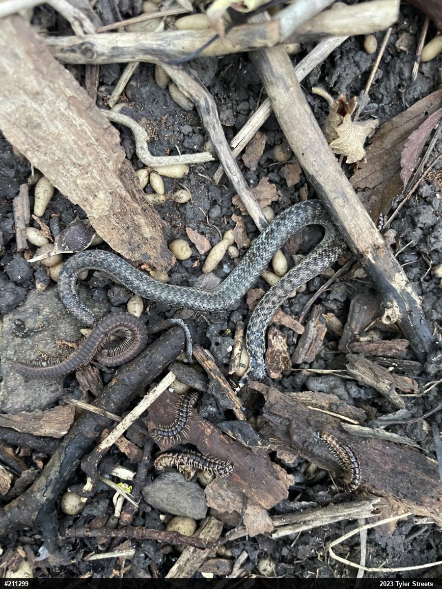 Eastern Gartersnake