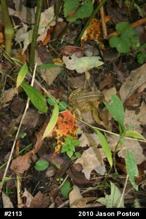 Eastern American Toad