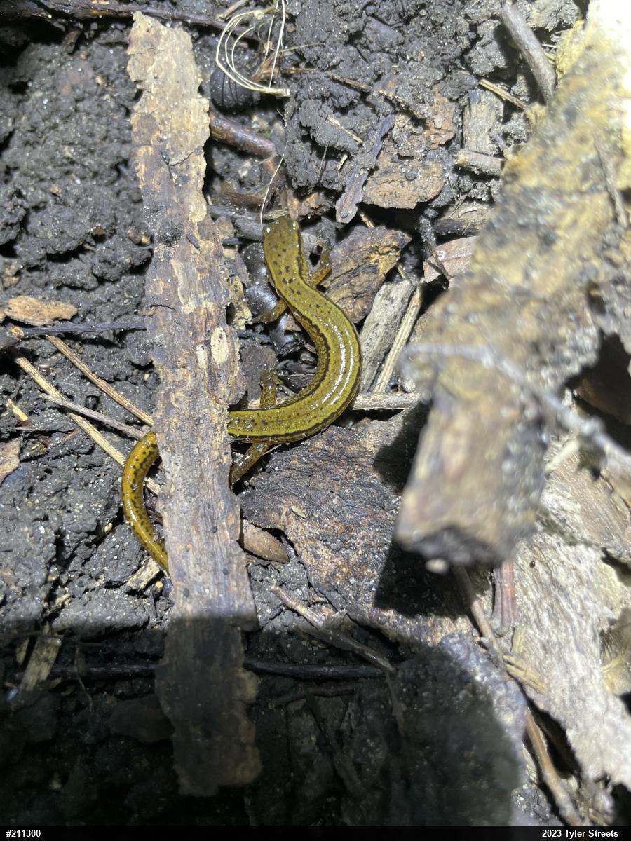 Northern Two-lined Salamander