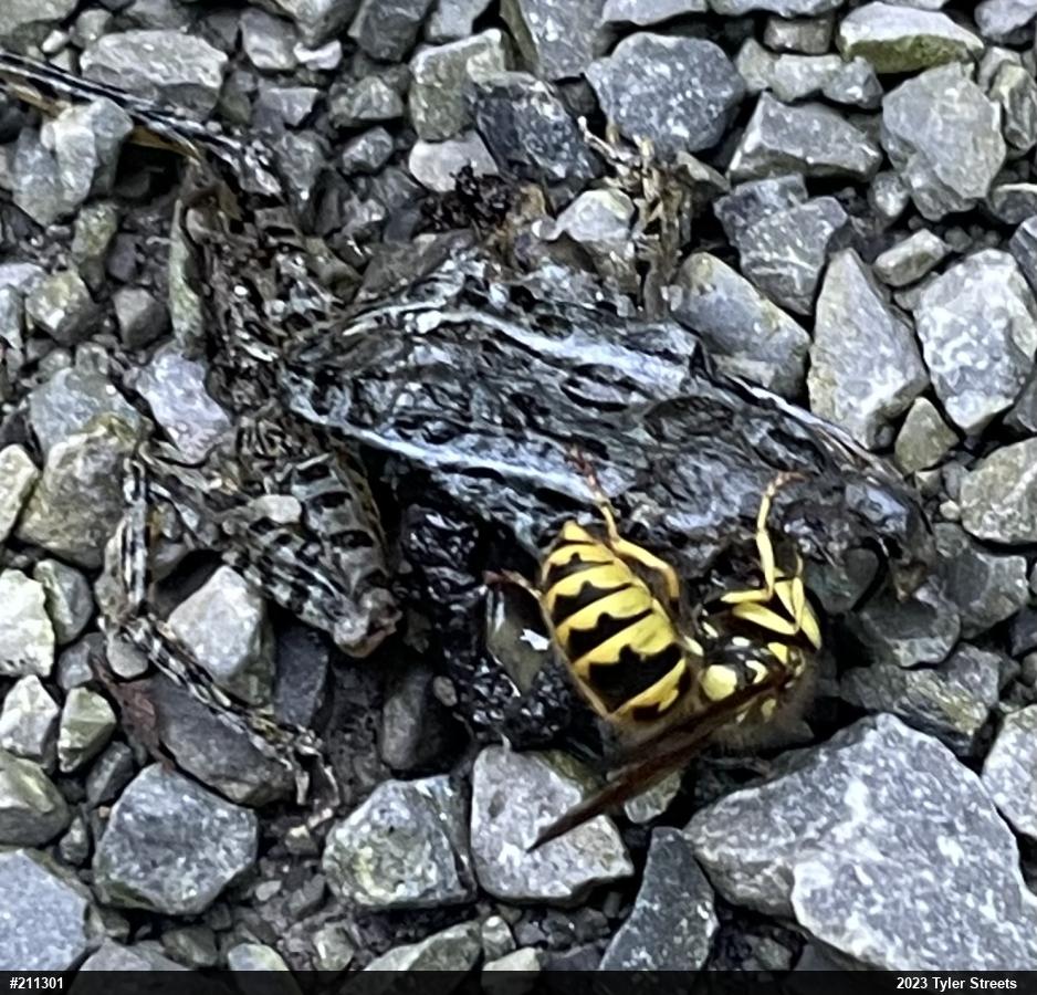 Pickerel Frog