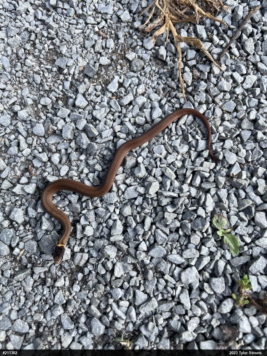 Red-bellied Snake