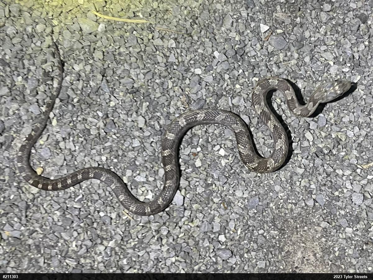 Eastern Ratsnake
