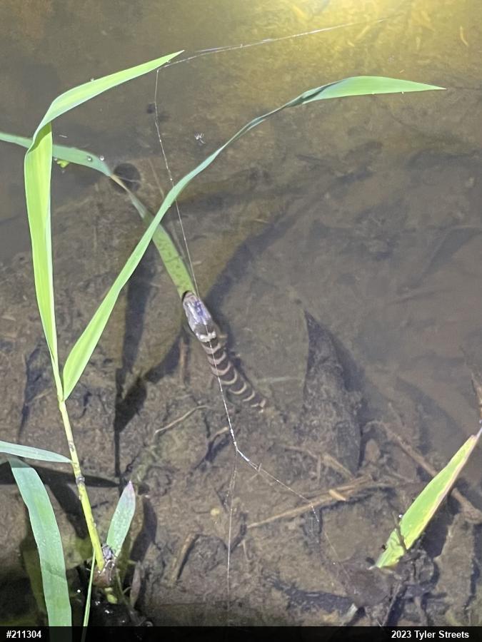 Northern Watersnake