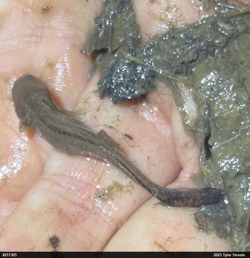 Mole Salamanders