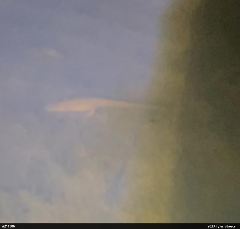 Red-spotted Newt