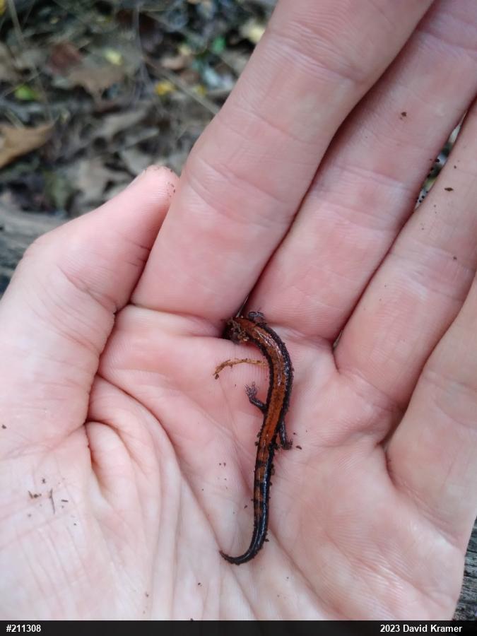 Eastern Red-backed  Salamander