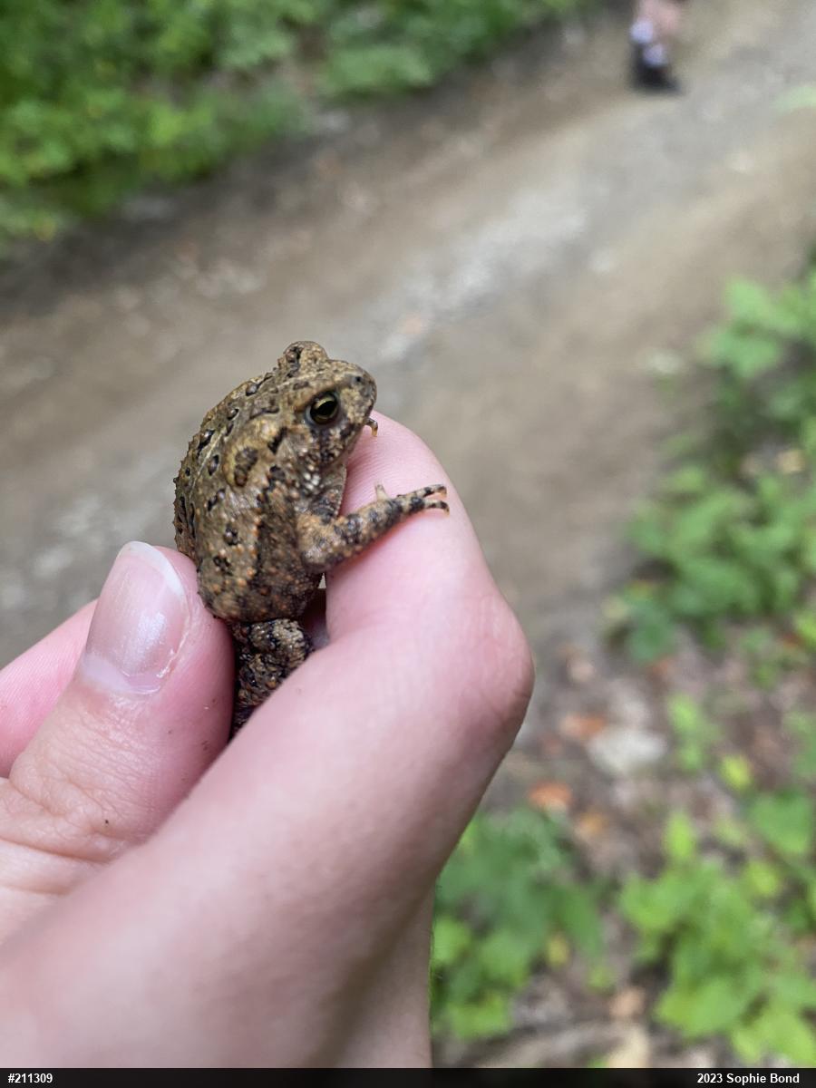 Eastern American Toad