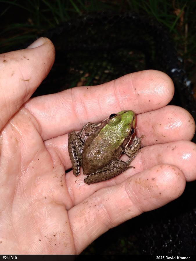 Green Frog
