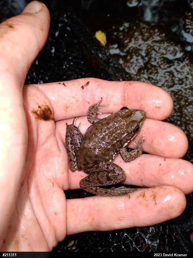 Green Frog