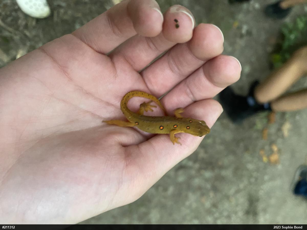Red-spotted Newt