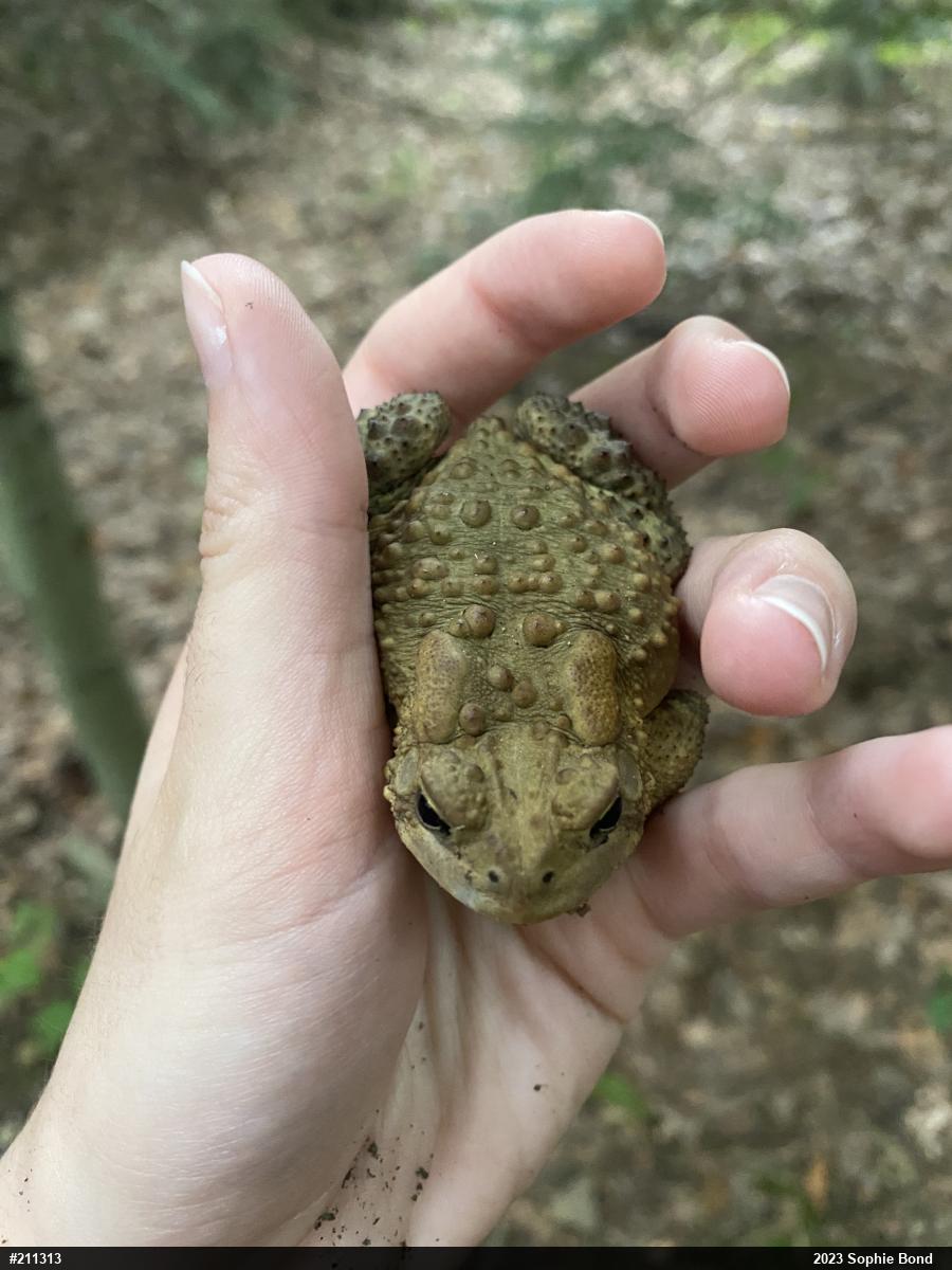 Eastern American Toad