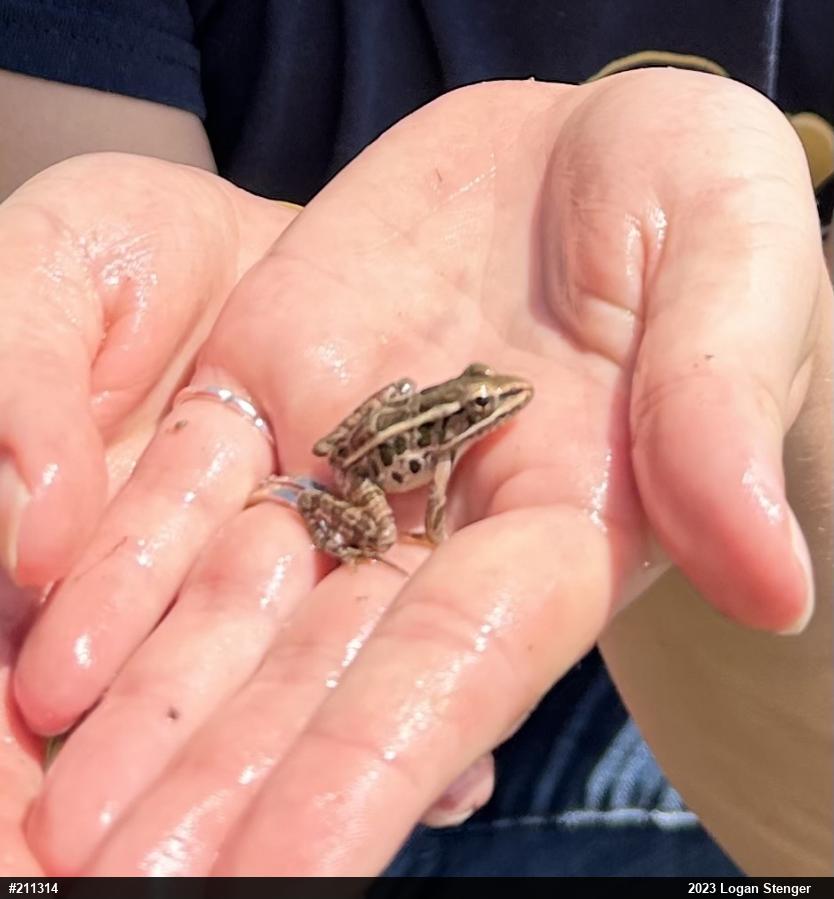 Pickerel Frog