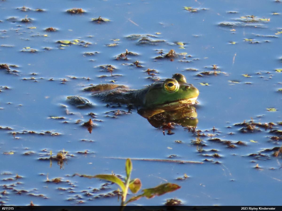 American Bullfrog