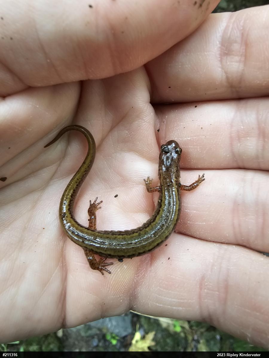 Northern Two-lined Salamander