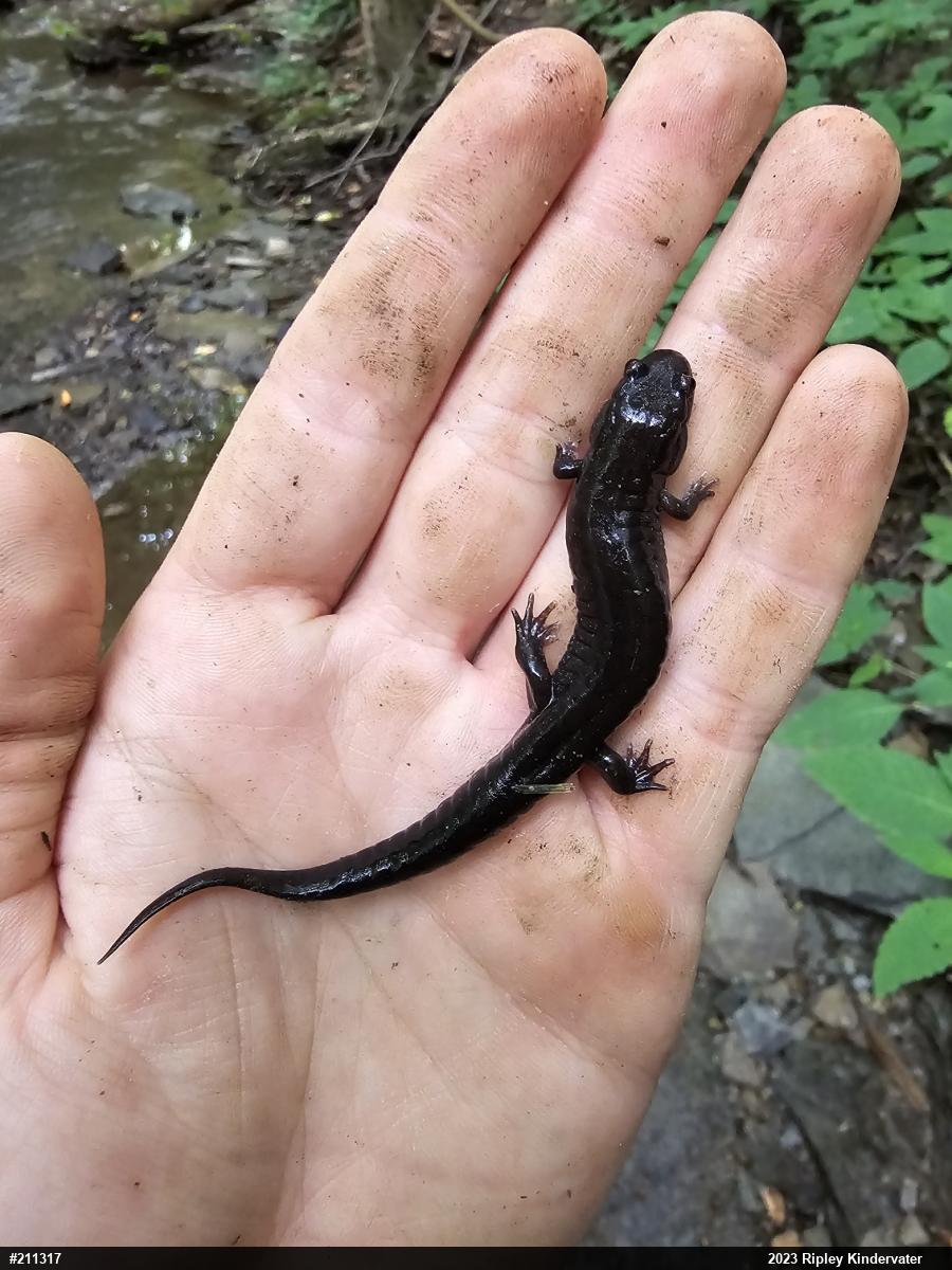 Northern Dusky Salamander