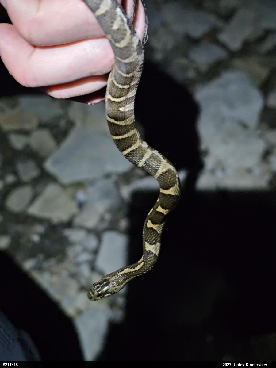 Northern Watersnake
