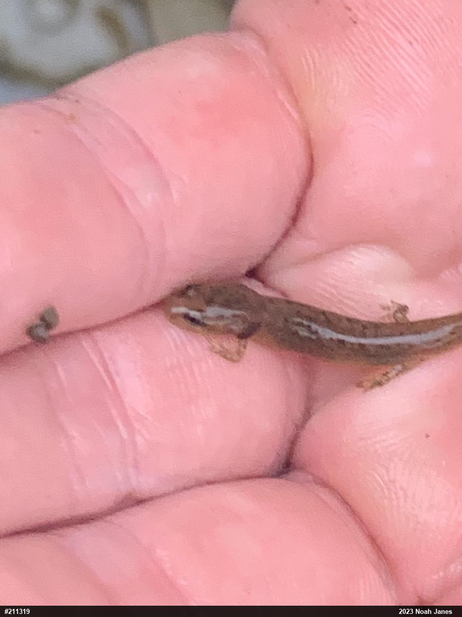 Northern Two-lined Salamander