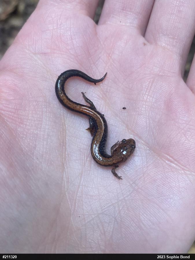 Eastern Red-backed  Salamander